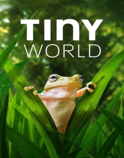 Tiny World stream 